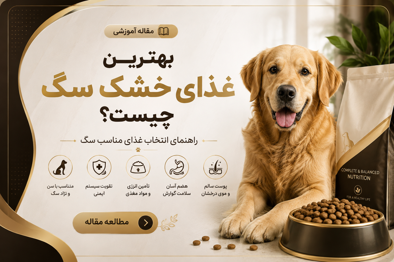 بهترین غذای خشک سگ چیست؟ راهنمای انتخاب غذای مناسب سگ