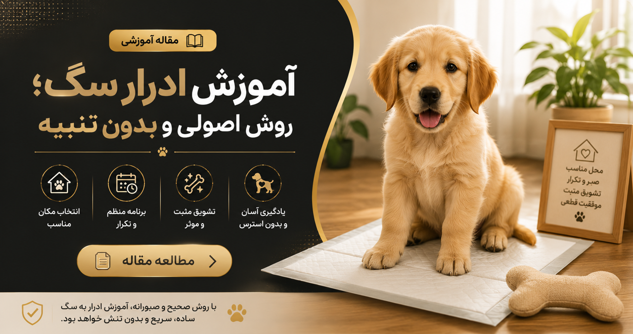 آموزش ادرار سگ؛ روش اصولی و بدون تنبیه
